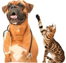 cat-and-dog-with-scope-cropped