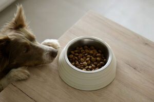 dog checks out dry kibble dog food; Photo by Ayla Verschueren