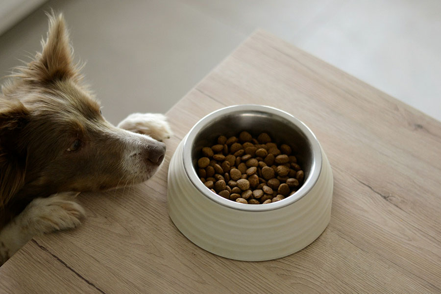 dog checks out dry kibble dog food; Photo by Ayla Verschueren