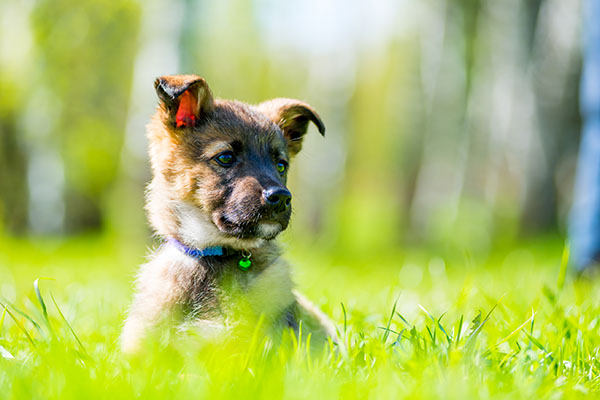 Cute shepherd puppy in the grass