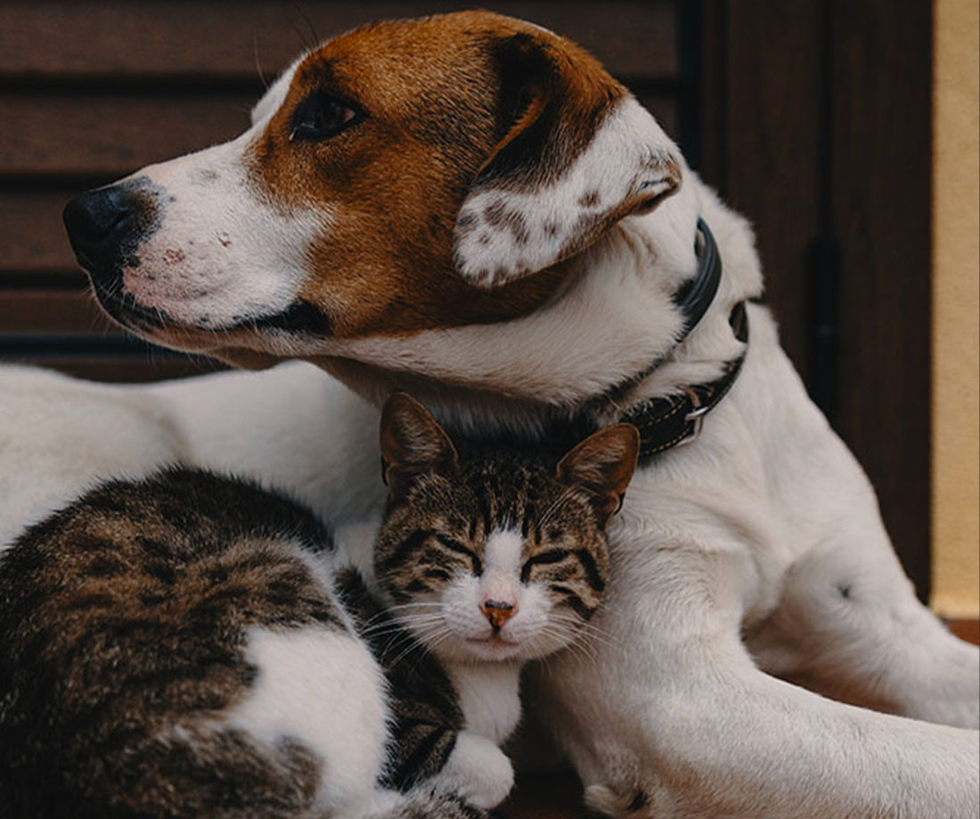 Integrative Veterinary Medicine & Acupuncture & Urgent Care Williston