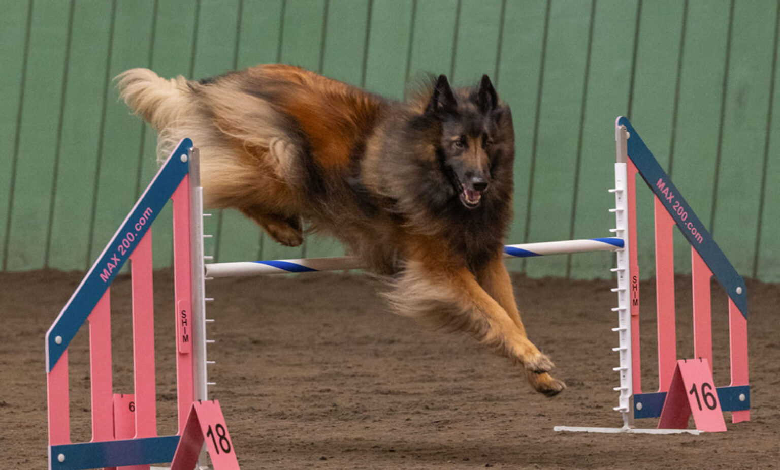 Dog running through agility course