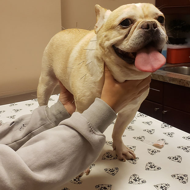 cute little blond colored dog gets acupuncture physical therapy