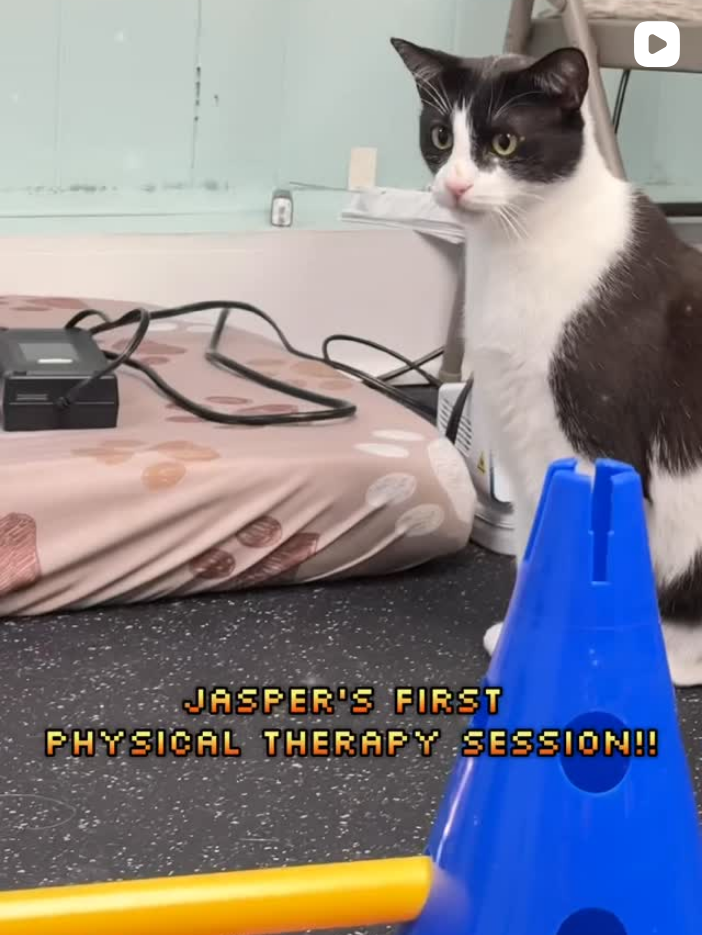 Meet Jasper, our animal hospital cat, as he gets physical therapy